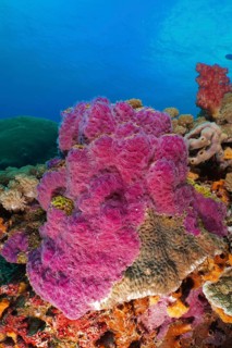 Intensely coloured violet ray sponge (Chalinula nematifera) in a marine environment. Dive site SD,