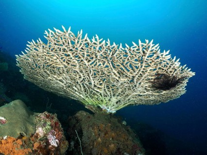 Elegant table coral (Acropora hyacinthus) in blue sea water. Dive site Spice Reef, Penyapangan,