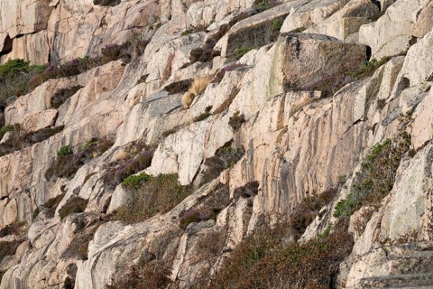 Bohus granite and vegetation, rocky coast, Ramsvik, Naturreservat Ramsviklandet, Bohuslän,