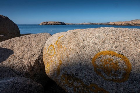 Glebe lichen on Bohus granite, rocky coast, Ramsvik, Naturreservat Ramsviklandet, Bohuslän,