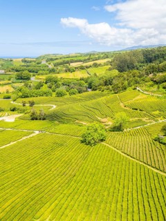 Tea Plantation. Lush Green Terraces. Azores, Sao Miguel Island. Portugal. Aerial Drone Shot
