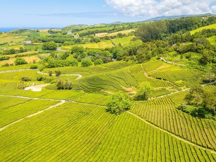 Tea Plantation. Lush Green Terraces. Azores, Sao Miguel Island. Portugal. Aerial Drone Shot