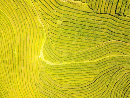 Tea Plantation. Lush Green Terraces on Sunny Day. Azores, Sao Miguel Island. Portugal. Aerial