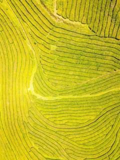 Tea Plantation. Lush Green Terraces on Sunny Day. Azores, Sao Miguel Island. Portugal. Aerial