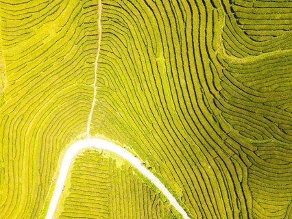 Tea Plantation. Lush Green Terraces. Azores, Sao Miguel Island. Portugal. Aerial Top-Down Overhead