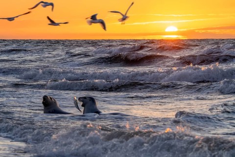 Sunset with waves Seals and seagulls Beach Rerik Baltic Sea Seals built in