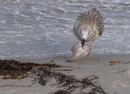 Seagull on the beach with plaice