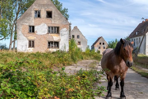 Abandoned military site with horses Wustrow peninsula Baltic Sea Germany
