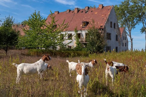 Abandoned military site with goats Wustrow peninsula Baltic Sea Germany