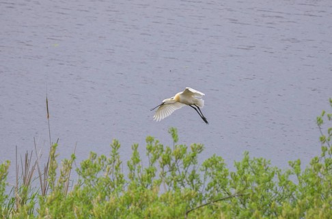 Spoonbill (Platalea leucorodia) in the nature reserve Krapje Dol, Krapje, Sisak-Moslavina County,