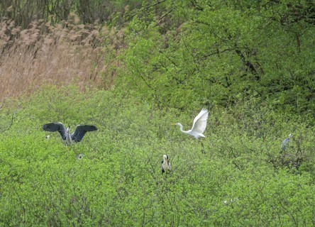 Heron colony in the Krapje Dol nature reserve, Krapje, Sisak-Moslavina County, Croatia