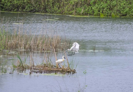 Spoonbill (Platalea leucorodia) in the nature reserve Krapje Dol, Krapje, Sisak-Moslavina County,