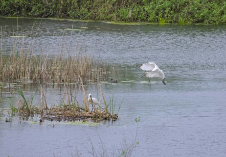 Spoonbill (Platalea leucorodia) in the nature reserve Krapje Dol, Krapje, Sisak-Moslavina County,
