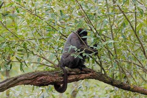A brown woolly monkey (Lagothrix lagothricha) climbs a tree, collecting food. Brazil, South America