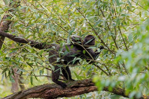 A brown woolly monkey (Lagothrix lagothricha) climbs a tree, collecting food. Brazil, South America