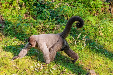 A brown woolly monkey (Lagothrix lagothricha) walks on the forest floor, collecting food. Brazil,