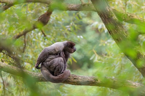 A brown woolly monkey (Lagothrix lagothricha) sits in a tree. Brazil, South America