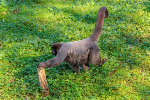 A brown woolly monkey (Lagothrix lagothricha) walks on the forest floor, collecting food. Brazil,