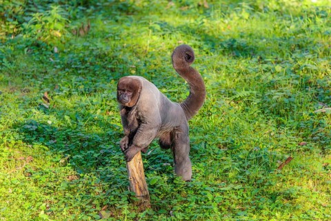 A brown woolly monkey (Lagothrix lagothricha) walks on the forest floor, collecting food. Brazil,