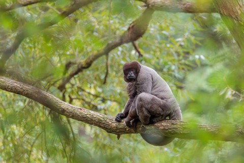 A brown woolly monkey (Lagothrix lagothricha) sits in a tree. Brazil, South America