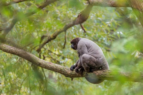A brown woolly monkey (Lagothrix lagothricha) sits in a tree. Brazil, South America