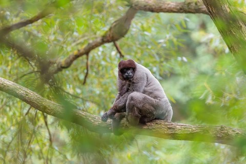 A brown woolly monkey (Lagothrix lagothricha) sits in a tree. Brazil, South America