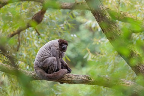 A brown woolly monkey (Lagothrix lagothricha) sits in a tree. Brazil, South America
