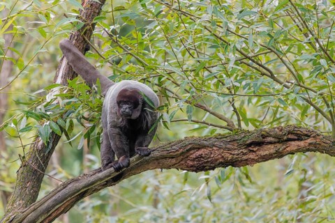 A brown woolly monkey (Lagothrix lagothricha) sits in a tree. Brazil, South America