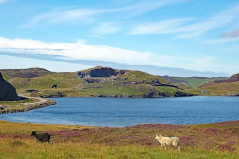 Sheep grazing in a meadow in front of a loch and hills under a blue sky, Eshaness, Shetland
