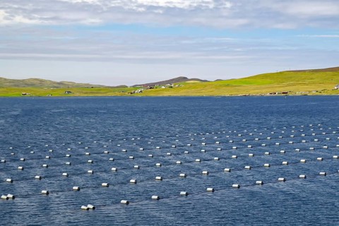 Inlet with numerous buoys under a cloudy sky. Mussel farms, Eshaness, Shetland Islands, Scotland,