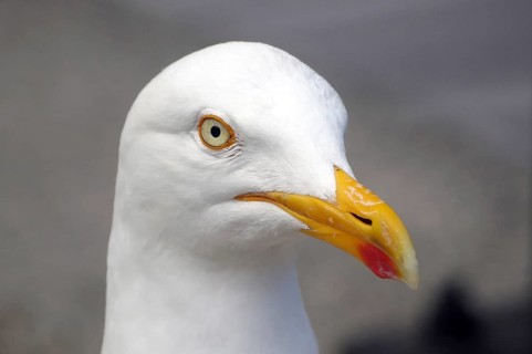 Close-up of a seagull with yellow beak and white plumage, Lerwick, Shetland Islands, Scotland,