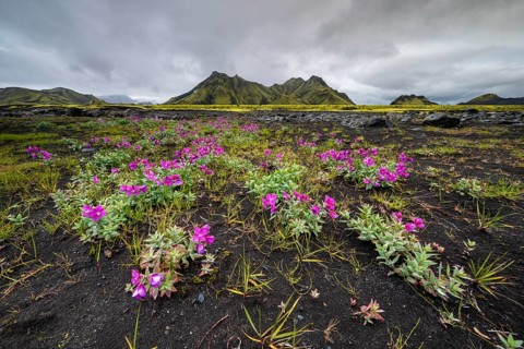 Blossoms in front of a moss-covered mountain in the Icelandic Highlands, Iceland