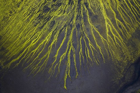 Abstract patterns of moss in black sand desert, Icelandic Highlands, Iceland