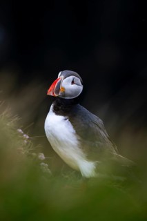Puffin (Fratercula arctica), Latrabjarg bird cliff, Westfjords, Iceland