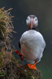 Puffin (Fratercula arctica) on rocky outcrop, Latrabjarg bird cliff, Westfjords, Iceland