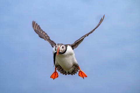Puffin (Fratercula arctica) in flight with fish in its beak, Bakkagerði, East Iceland, Iceland