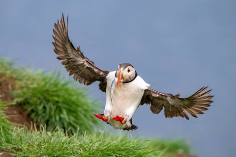 Puffin (Fratercula arctica) in flight with fish in its beak, Bakkagerði, East Iceland, Iceland