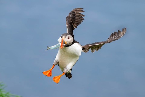 Puffin (Fratercula arctica) in flight with fish in its beak, Bakkagerði, East Iceland, Iceland