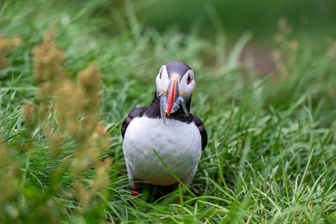 Puffin (Fratercula arctica) with fish in its beak, Bakkagerði, East Iceland, Iceland