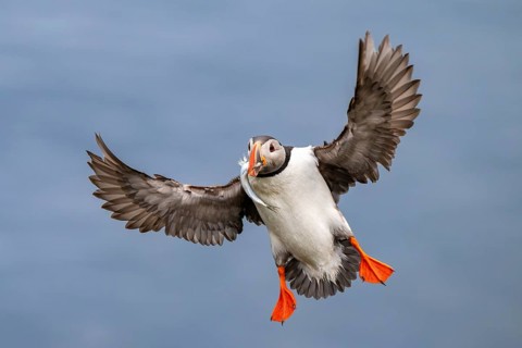 Puffin (Fratercula arctica) in flight with fish in its beak, Bakkagerði, East Iceland, Iceland