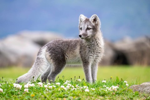 Young Arctic fox (Vulpes lagopus), East Fjords, East Iceland, Iceland