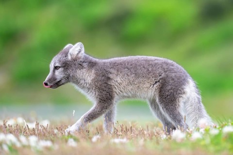 Young Arctic fox (Vulpes lagopus), East Fjords, East Iceland, Iceland