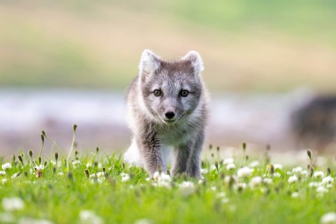 Young Arctic fox (Vulpes lagopus), East Fjords, East Iceland, Iceland