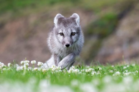 Young Arctic fox (Vulpes lagopus), East Fjords, East Iceland, Iceland