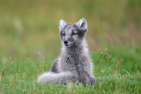 Young Arctic fox (Vulpes lagopus), East Fjords, East Iceland, Iceland