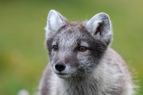 Young Arctic fox (Vulpes lagopus), East Fjords, East Iceland, Iceland