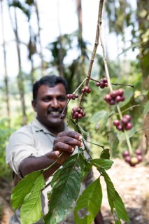 Indian man showing coffee beans on a coffee plantation in Coorg, Karnataka, India