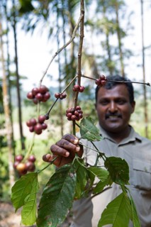 Indian man showing coffee beans on a coffee plantation in Coorg, Karnataka, India
