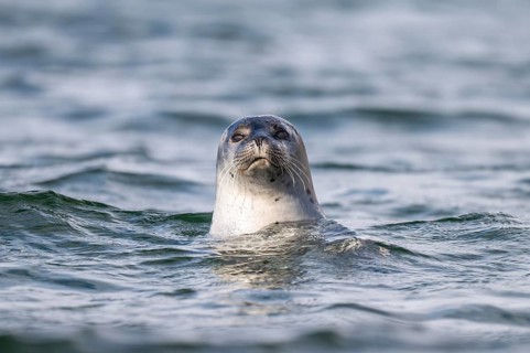 Harbour seal (Phoca vitulina) looking out of the water, Westfjords, West Iceland, Iceland