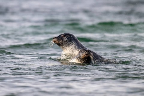 Two playing harbour seals (Phoca vitulina), Westfjords, West Iceland, Iceland